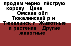 продам чёрно- пёструю корову › Цена ­ 45 000 - Омская обл., Тюкалинский р-н, Тюкалинск г. Животные и растения » Другие животные   